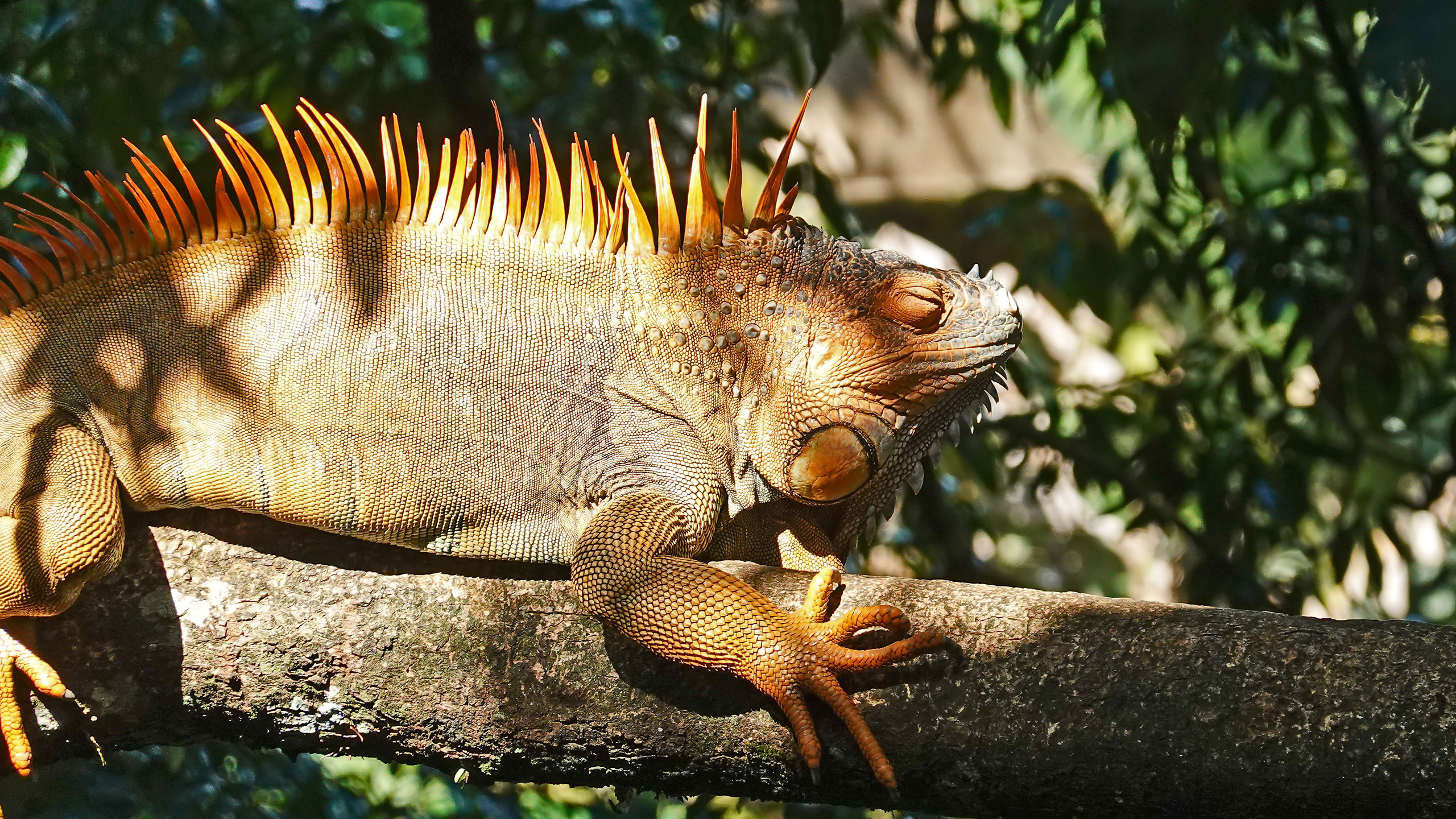 Leguan im Baum